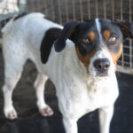 Bodeguero Mischling Tesoro, 02/2024, ca. 45 cm