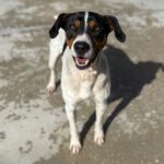 Bodeguero Mischling Tesoro, 02/2024, ca. 45 cm