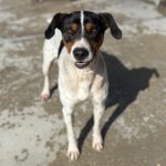 Bodeguero Mischling Tesoro, 02/2024, ca. 45 cm