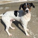 Bodeguero Mischling Tesoro, 02/2024, ca. 45 cm