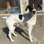 Bodeguero Mischling Tesoro, 02/2024, ca. 45 cm