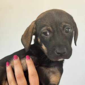 Mischling Tess, 01/2026, Endgröße ca. 45 cm