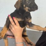 Mischling Tess, 01/2026, Endgröße ca. 45 cm