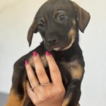 Mischling Tess, 01/2026, Endgröße ca. 45 cm