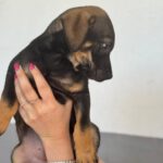 Mischling Tess, 01/2026, Endgröße ca. 45 cm