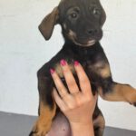 Mischling Tess, 01/2026, Endgröße ca. 45 cm