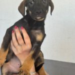 Mischling Tess, 01/2026, Endgröße ca. 45 cm