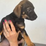 Mischling Tess, 01/2026, Endgröße ca. 45 cm