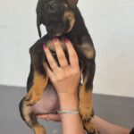 Mischling Tess, 01/2026, Endgröße ca. 45 cm