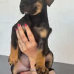 Mischling Tess, 01/2026, Endgröße ca. 45 cm