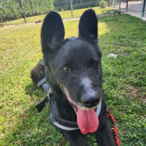 Mischling Thor, 12/2020, ca. 55-60 cm