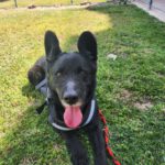 Mischling Thor, 12/2020, ca. 55-60 cm