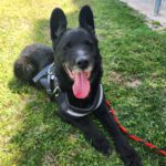 Mischling Thor, 12/2020, ca. 55-60 cm