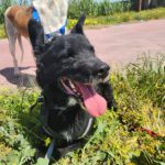 Mischling Thor, 12/2020, ca. 55-60 cm