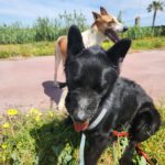 Mischling Thor, 12/2020, ca. 55-60 cm