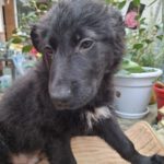 Mischling Thor, 12/2025, Endgröße ca. 45- 55 cm