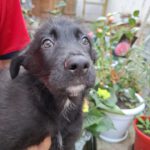 Mischling Thor, 12/2025, Endgröße ca. 45- 55 cm