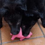 Mischling Thor, 12/2025, Endgröße ca. 45- 55 cm