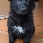 Mischling Thor, 12/2025, Endgröße ca. 45- 55 cm