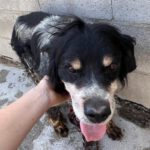 Epagneul Breton Tobi, 04/2012, ca. 50 cm