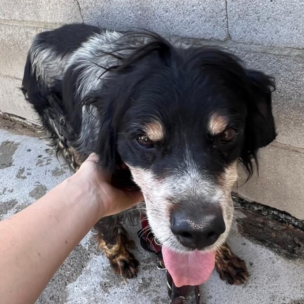 Epagneul Breton Tobi, 04/2012, ca. 50 cm