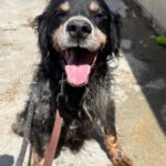 Epagneul Breton Tobi, 04/2012, ca. 50 cm