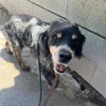 Epagneul Breton Tobi, 04/2012, ca. 50 cm