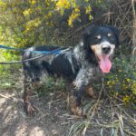 Epagneul Breton Tobi, 04/2012, ca. 50 cm