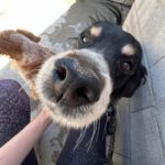 Epagneul Breton Tobi, 04/2012, ca. 50 cm