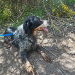 Epagneul Breton Tobi, 04/2012, ca. 50 cm