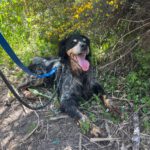 Epagneul Breton Tobi, 04/2012, ca. 50 cm