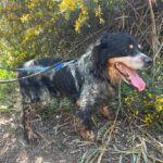 Epagneul Breton Tobi, 04/2012, ca. 50 cm