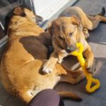 Mischling Toivo, 08/2025, Endgröße ca. 70 cm, 24568 Kaltenkirchen