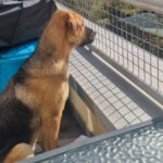 Mischling Toivo, 08/2025, Endgröße ca. 70 cm, 24568 Kaltenkirchen