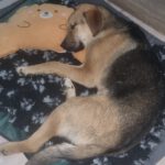 Mischling Toivo, 08/2025, Endgröße ca. 70 cm, 24568 Kaltenkirchen