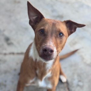 Mischling Troy, 06/2023, ca. 45 cm