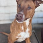 Mischling Troy, 06/2023, ca. 45 cm