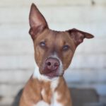 Mischling Troy, 06/2023, ca. 45 cm