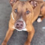 Mischling Troy, 06/2023, ca. 45 cm