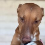 Mischling Troy, 06/2023, ca. 45 cm