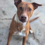 Mischling Troy, 06/2023, ca. 45 cm