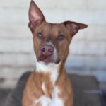 Mischling Troy, 06/2023, ca. 45 cm