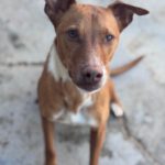 Mischling Troy, 06/2023, ca. 45 cm