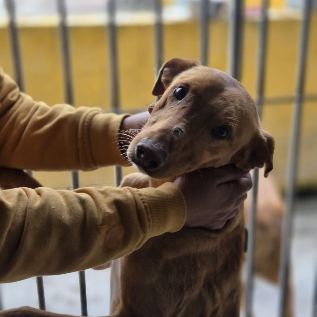 Podenco Turron, 02/2023, ca. 45 cm