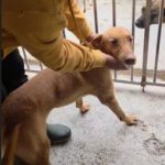 Podenco Turron, 02/2023, ca. 45 cm