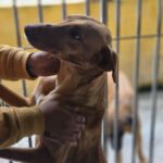 Podenco Turron, 02/2023, ca. 45 cm