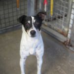 Bodeguero Viento, 09/2022, ca. 42 cm