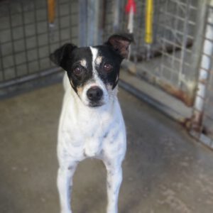 Bodeguero Viento, 09/2022, ca. 42 cm