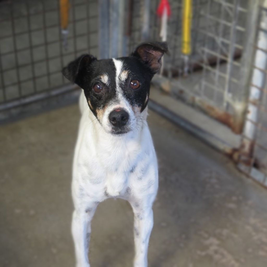 Bodeguero Viento, 09/2022, ca. 42 cm