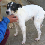 Bodeguero Viento, 09/2022, ca. 42 cm